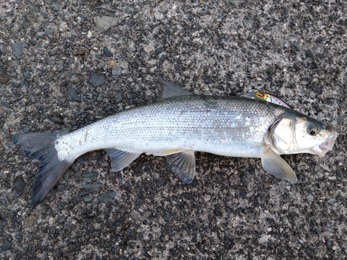 ウグイの釣果