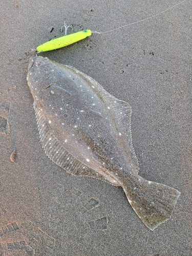 ソゲの釣果