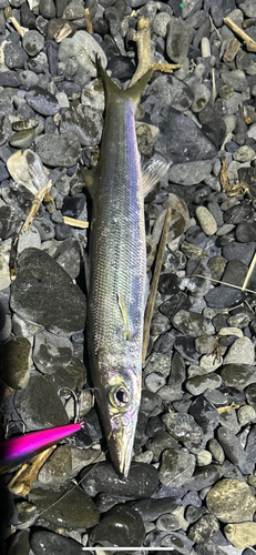 カマスの釣果