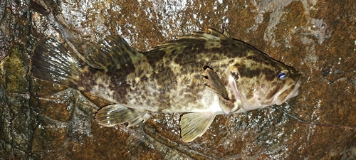 タケノコメバルの釣果