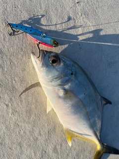 メッキの釣果