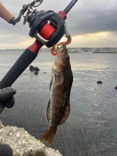 アイナメの釣果