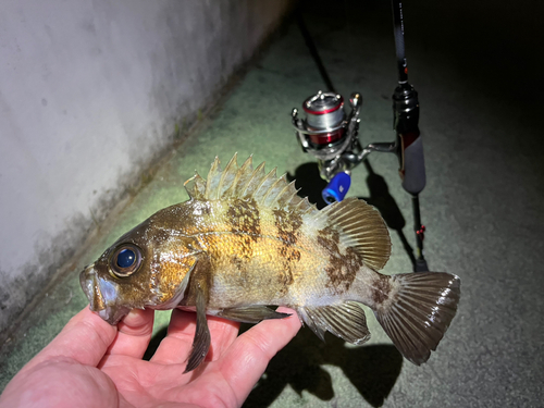 メバルの釣果