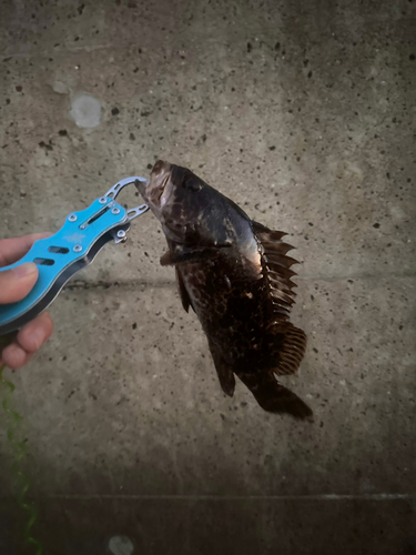 タケノコメバルの釣果