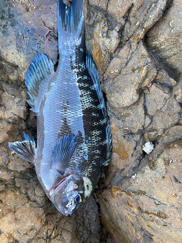 グレの釣果