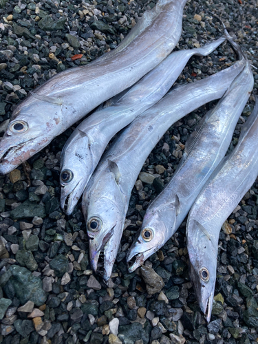 タチウオの釣果