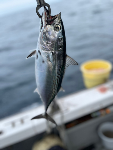 スマガツオの釣果