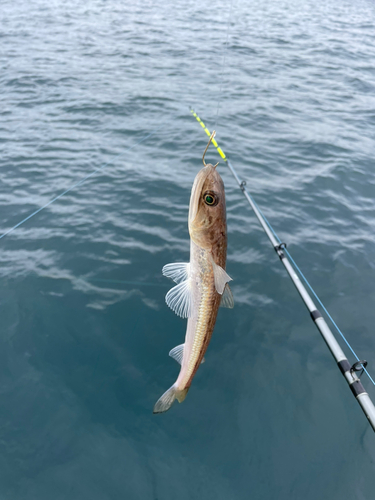 マエソの釣果