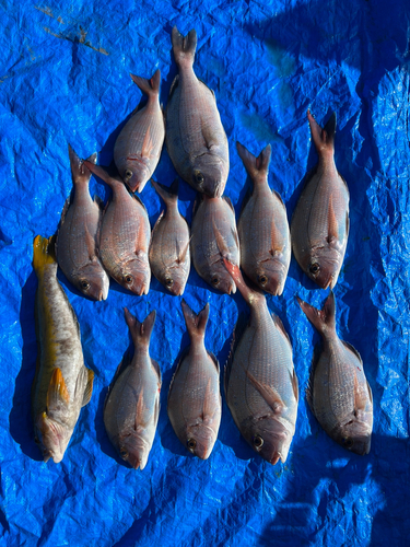 マダイの釣果