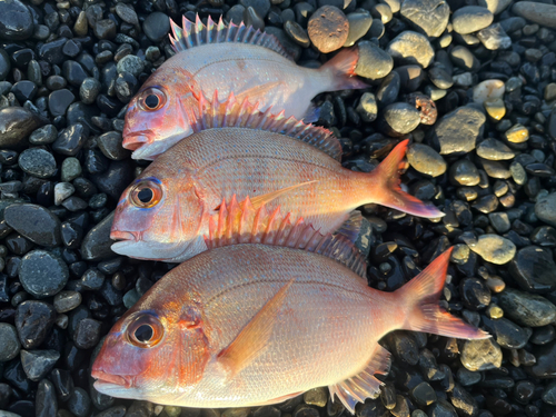 マダイの釣果