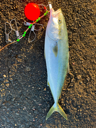 イナダの釣果