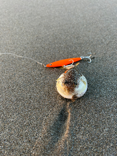 クサフグの釣果