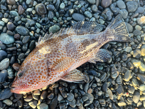 オオモンハタの釣果