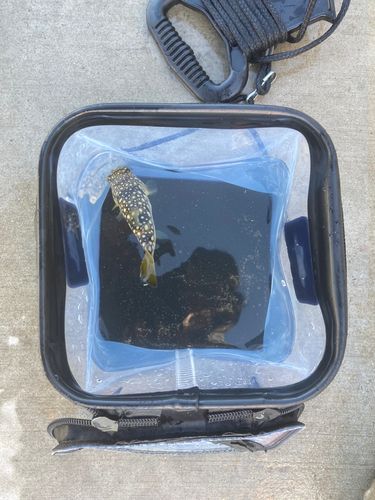 クサフグの釣果