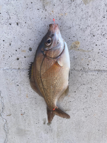 ウミタナゴの釣果