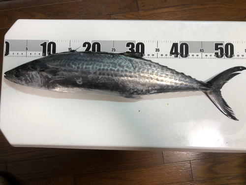 サゴシの釣果