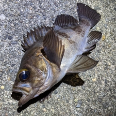 メバルの釣果