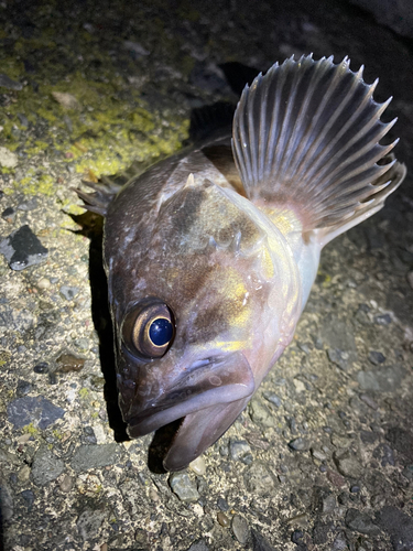 ソイの釣果