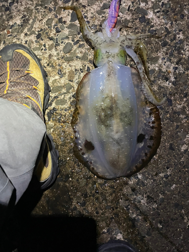 アオリイカの釣果