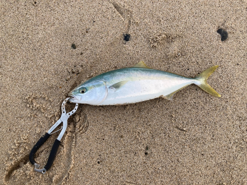 ハマチの釣果