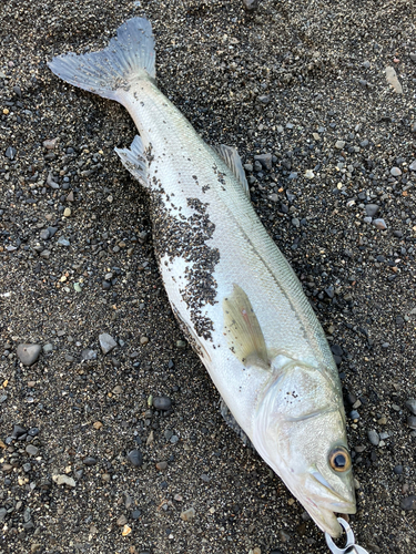 スズキの釣果