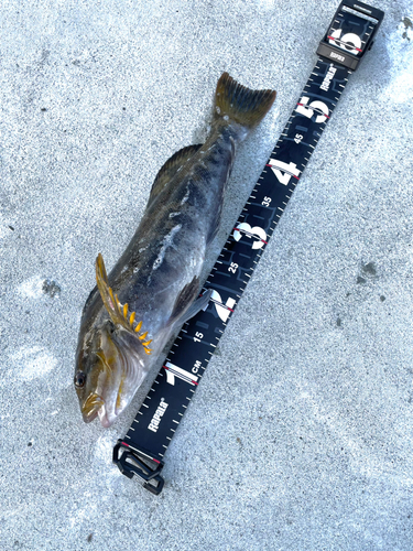 アイナメの釣果