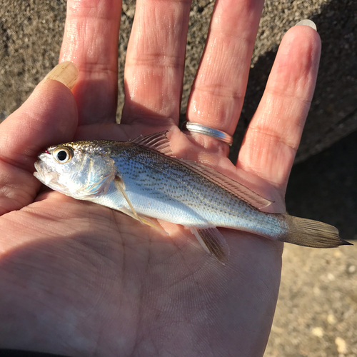 イシモチの釣果