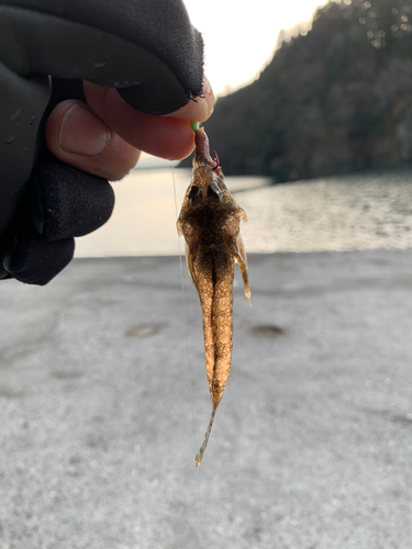 メゴチの釣果