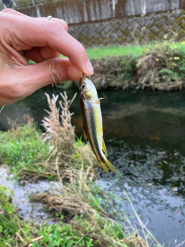 カワムツの釣果