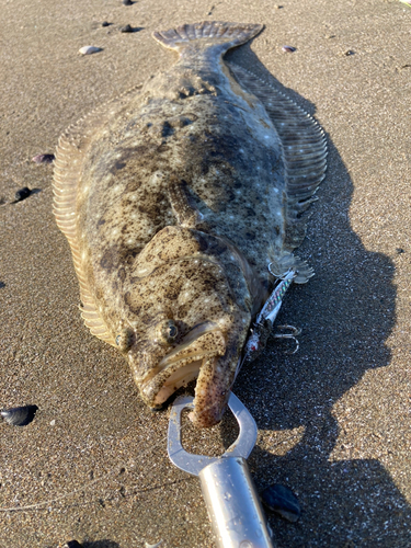 ヒラメの釣果