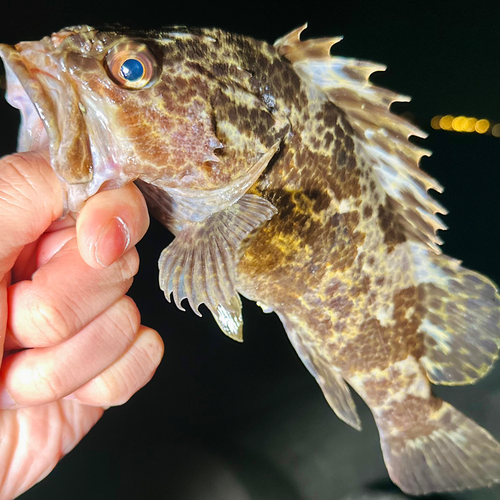 タケノコメバルの釣果