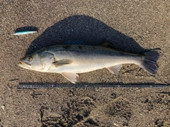 スズキの釣果