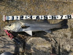 シーバスの釣果