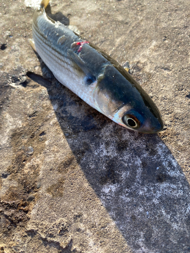 ボラの釣果