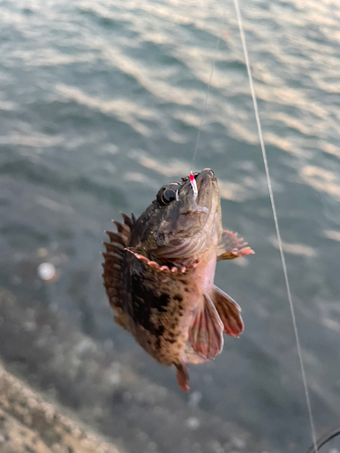 アラカブの釣果