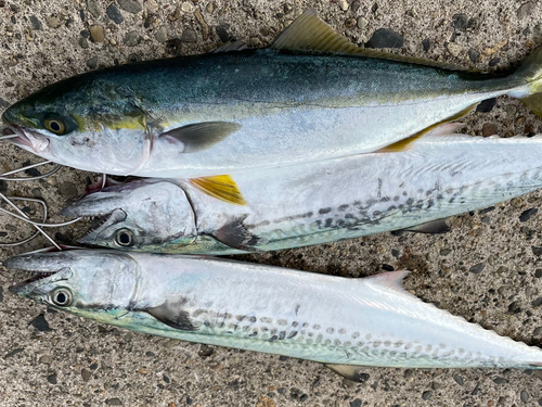 イナダの釣果