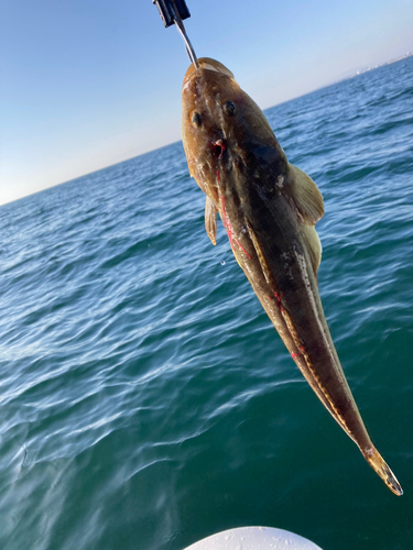 マゴチの釣果