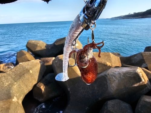 ミミイカの釣果