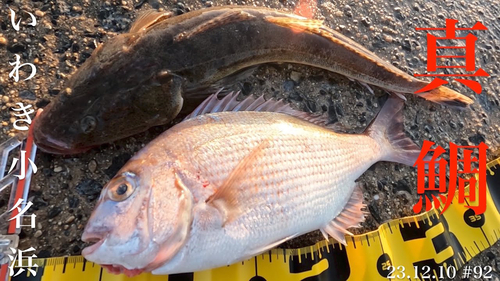 マダイの釣果