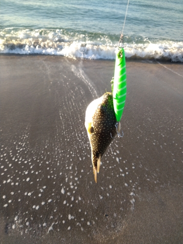 クサフグの釣果