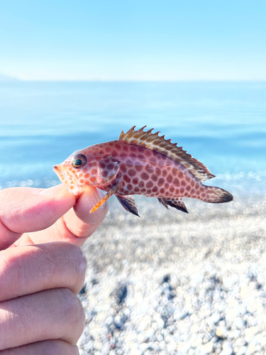 オオモンハタの釣果