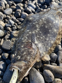 ヒラメの釣果