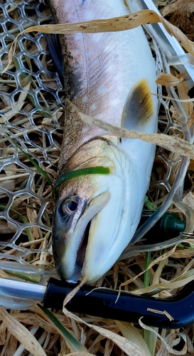 アメマスの釣果