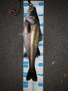 シーバスの釣果