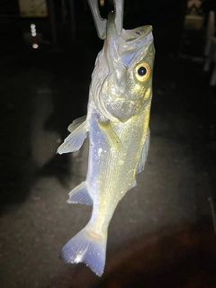 セイゴ（マルスズキ）の釣果