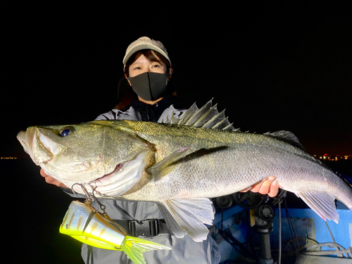 スズキの釣果