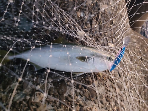 ツバスの釣果