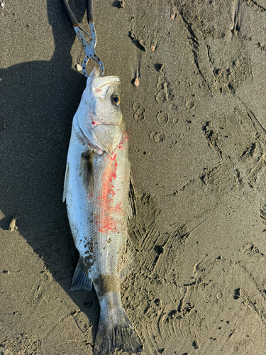 スズキの釣果