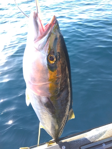 ワラサの釣果