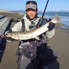 アメマスの釣果